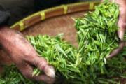 用茶叶治痔疮偏方绝招 茶叶的54个妙用