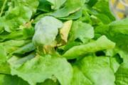 荠菜开花了还能吃吗 荠菜开花了怎么吃