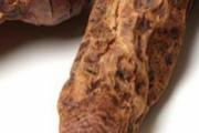 肉苁蓉可以泡水喝吗 肉苁蓉泡水一次多少克合适