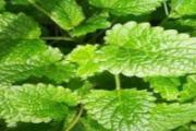 薄荷叶泡水可以去口臭吗 薄荷叶泡水是干的好还是新鲜的好