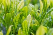 清明茶属于什么茶 清明节茶是绿茶还是红茶