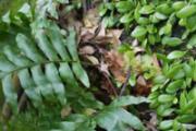 日本蕨类植物通过激素信号决定年轻蕨类性别