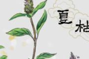 夏枯草去火效果好吗 夏枯草是泡着喝好还是煮着喝好