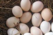 H7N9鸡蛋能吃吗 H7N9禽流感期间安全吃鸡蛋方法