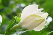 栀子花的功效与作用