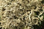 房间熏艾草的危害 艾草熏房间的正确做法