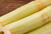 减肥的人能吃甘蔗吗 削了皮的甘蔗能放几天