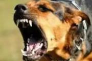 被动物咬伤后怎么办 什么情况下需要打狂犬疫苗