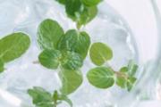薄荷叶可以去口臭吗 薄荷叶除口臭效果好吗