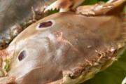 梭子蟹煮多久可以食用 煮梭子蟹热水还是冷水