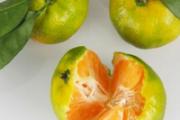 痛风能吃橘子吗 痛风可以吃哪些水果
