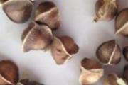 辣木籽的功效是真是假 辣木籽真的那么神奇吗
