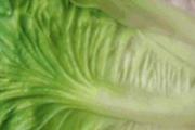 生菜能放多久