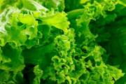 生菜黄瓜汁能加热喝吗 生菜黄瓜汁能减肥吗