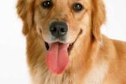 被狗狗咬了没出血怎么办 接种狂犬疫苗后又被咬怎么办