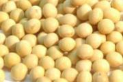 经期吃什么丰胸效果最好 经期丰胸食谱