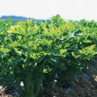 排肠毒清宿便的方法,排肠毒的好处,排肠毒最好