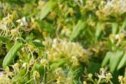 金银花可以去黄疸吗 宝宝黄疸能喝金银花吗