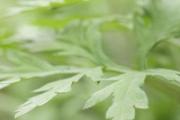 艾草燃烧的烟有什么危害 艾草燃烧的烟能驱蚊吗