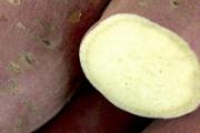 红薯热量高还是紫薯热量高 紫薯和红薯哪个更减肥