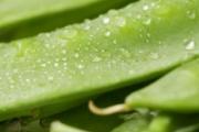 荷兰豆焯水几分钟能熟 荷兰豆焯水后放冰箱第二天可以吃吗