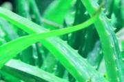 芦荟原液可以当爽肤水用吗 爽肤水和芦荟胶能一起用吗
