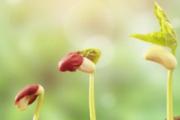 没有冰箱怎样保存豆芽过夜 豆芽要怎么保存