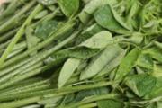 空心菜糖尿病能吃吗 空心菜可以降糖吗