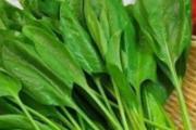 菠菜的营养价值