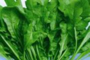 荠菜苦吗