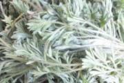茵陈怎么泡水喝 茵陈泡水喝的功效