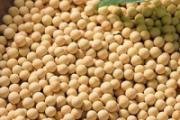 大豆能不能做肥料 大豆怎么做花肥
