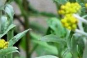 清明草需要用醎焯水吗 哪三种蔬菜需焯水
