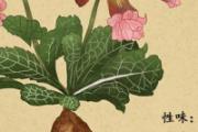 熟地黄粥有什么作用 吃熟地黄粥要注意什么