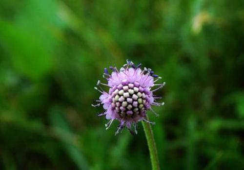 翼首草能清热止痢,适用于咳血,1清热止痢发表[养生攻略]翼首草的功效