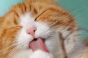 蚊香对猫咪有害吗 家里有猫该如何驱蚊