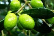 新鲜黑橄榄怎么腌制 腌黑橄榄能够保存多久