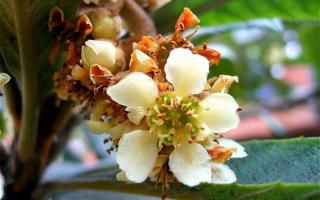 枇杷花的功效与作用 枇杷花煮水的功效 枇杷花怎么煮水止咳 乐哈健康网