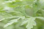 艾叶儿童能泡脚吗 感冒用艾叶泡脚有用吗