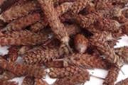 夏枯草能降血糖吗 夏枯草降血糖怎么吃