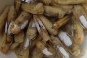 蛏子冷水煮还是热水煮 蛏子要煮多久才熟