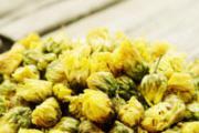 胎菊的功效与作用