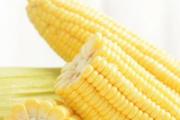 玉米煮多久就可以熟了 带皮新鲜玉米能放几天