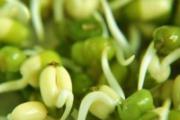 绿豆芽的营养价值