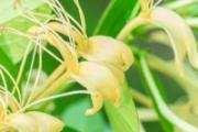新鲜金银花怎么处理才能喝 新鲜金银花可以直接泡水喝吗