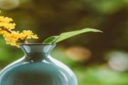桂花不开花是什么原因造成的 桂花插枝能活吗