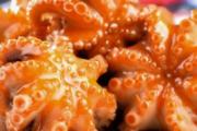 八爪鱼煮多久不硬 八爪鱼煮几分钟就熟了