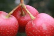 山楂菊花泡水喝的功效 山楂菊花茶怎样泡