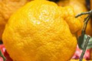 丑橘可以放多久 丑橘怎样保存