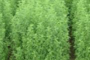关于疟疾和青蒿素的十个最常见问题
